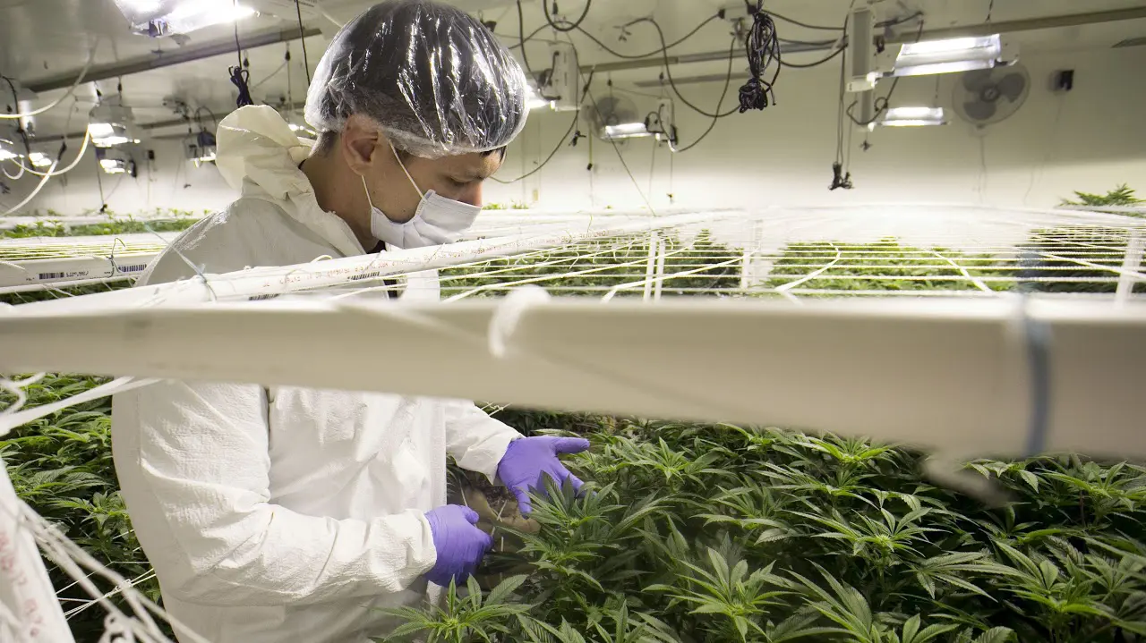 Marco Regulatorio del Cannabis Medicinal en Argentina